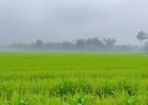 fortes chuvas colheita Brasil