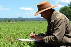 Cerrado em Pé